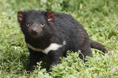 information about tasmanian devils